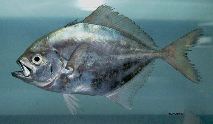 Uraspis secunda (Poey, 1860)